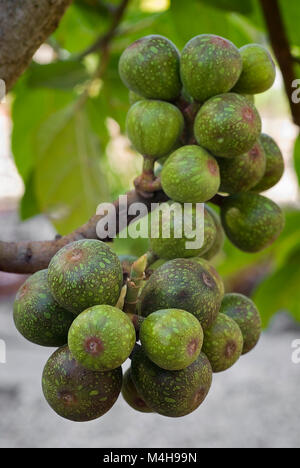 I grappoli di frutta sycamore fig (Ficus sycomorus) sul ramo. Frutta commestibili in Nord Africa. Foto Stock