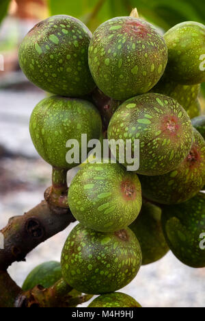 I grappoli di frutta sycamore fig (Ficus sycomorus) sul ramo. Frutta commestibili in Nord Africa. Foto Stock