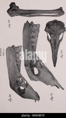 Relazione annuale del Regents - Museo Statale di New York. (1908) (19365935705) Foto Stock