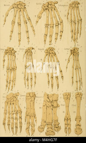 Questo lavoro del 1891 sull'antropogenia, o la storia dello sviluppo umano, esplora l'evoluzione dell'umanità. Copre lo sviluppo embrionale, la storia delle specie umane e le origini evolutive degli esseri umani da una prospettiva scientifica. Foto Stock