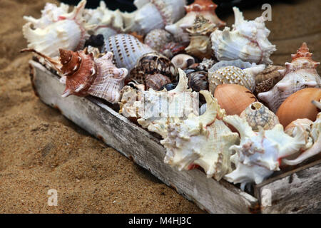 Diversi seashell sono venduti su una spiaggia Foto Stock