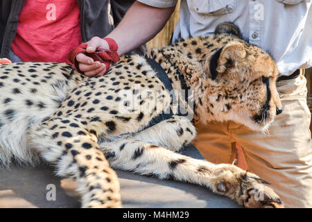 Un ambasciatore cheetah vicino a Pretoria Sudafrica con un ranger del parco e di un turista Foto Stock