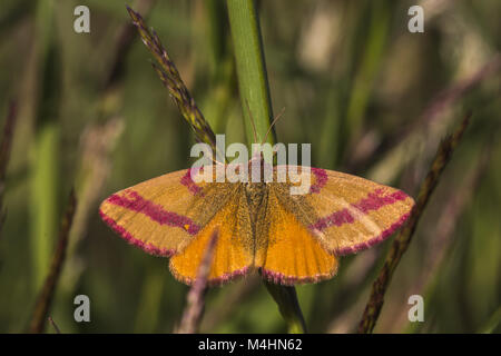 Viola-sbarrate giallo (Lythria cruentaria) Foto Stock