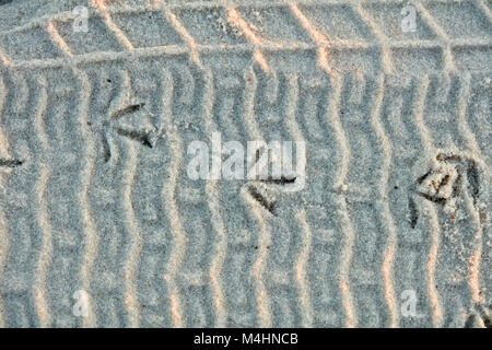 Tracce di uccelli sovrapposto su tracce di pneumatici in spiaggia di sabbia del Golfo del parco statale, Alabama Foto Stock