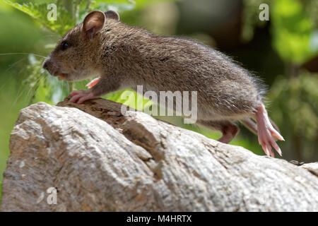 Il topolino in salto Foto Stock