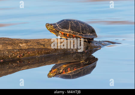 Dipinto orientale tartaruga (Chrysemys picta picta) a prendere il sole in un stagno, New Jersey, STATI UNITI D'AMERICA Foto Stock
