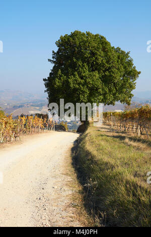 Percorso e il grande albero di quercia in campagna in autunno, cielo blu in Italia Foto Stock
