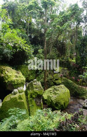 Jungle molto verde con molte piante in Bali Indonesia Foto Stock