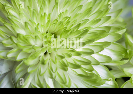 Close up di un crisantemo giallo fiore Foto Stock