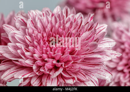 Close up di un crisantemo rosa fiore Foto Stock