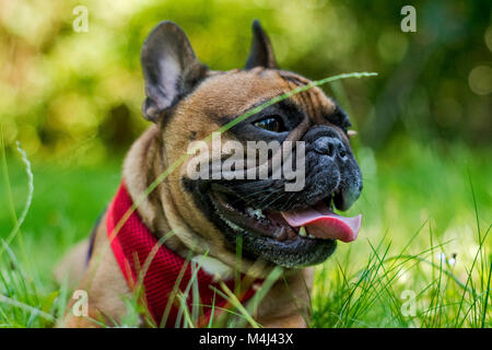 Bulldog francese in appoggio in erba, close-up Foto Stock