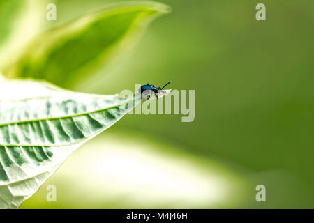 Little Blue Beetle camminando sul bordo della foglia Foto Stock