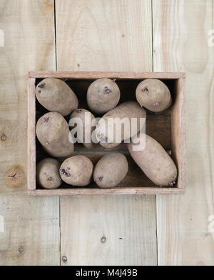 Chitting Solanum tuberosum 'Rosa zingaro' d'inverno. Foto Stock