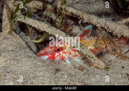 Pesci addormentati. Foto scattata sul Panglao Island, Filippine Foto Stock