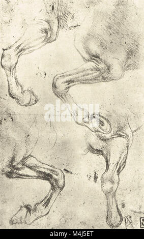 Quattro studi di cavalli gambe, equine di disegno anatomico, disegnata da Leonardo Da Vinci, 1452-1519 Foto Stock