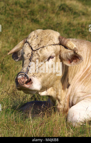 Ritratto di francese Charolais bull Foto Stock