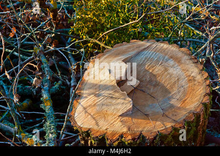 Il tronco di un albero abbattuto, taglio della sega e la fila di alberi, il tronco di albero nella fetta Foto Stock