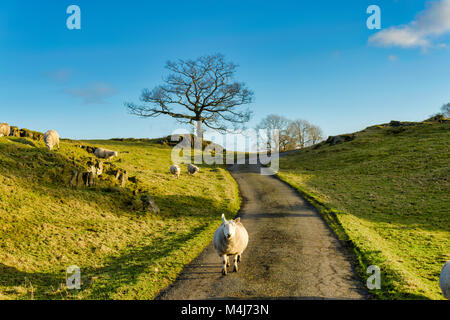 Una pecora a piedi lungo una strada di campagna Foto Stock