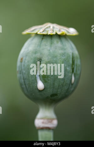 papavero da oppio Foto Stock