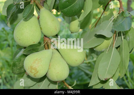 Primo piano di pere acerbe ancora sulla struttura ad albero Foto Stock
