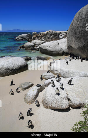 I Penguins africani su Boulders Beach, vicino alla Città di Simon sulla Penisola del Capo, nei pressi di Città del Capo, Sud Africa Foto Stock