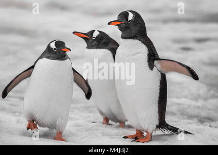 Tre pinguini sono in piedi sulla neve-coperta di superficie. Antartico cresta di montagna. Gli animali selvatici sono state scattate durante la spedizione per la Vernadsky Resea Foto Stock