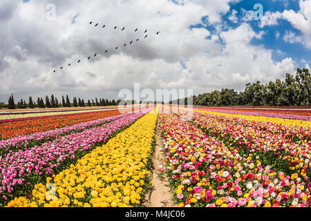 Oltre il campo di volo degli uccelli migratori Foto Stock