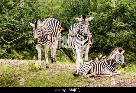 La burchell's zebre ,Equus burchellii, nel parco nazionale di Kruger Game Reserve, Sud Africa Foto Stock