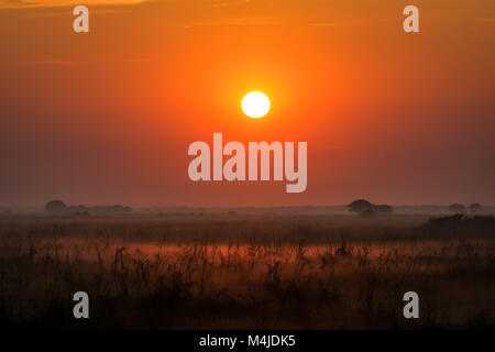 Foggy sunrise Pantanal zone umide, Brasile Foto Stock