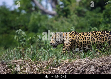 Jaguar il roaming lungo un fiume, Pantanal Brasile Foto Stock