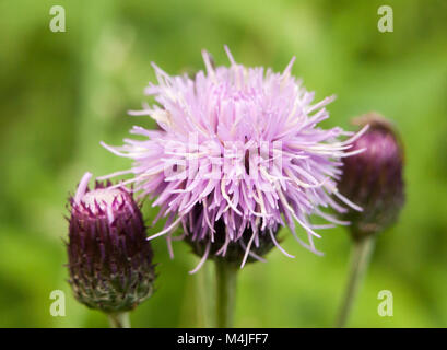 Splendida close up dettaglio di rosa thistle Foto Stock