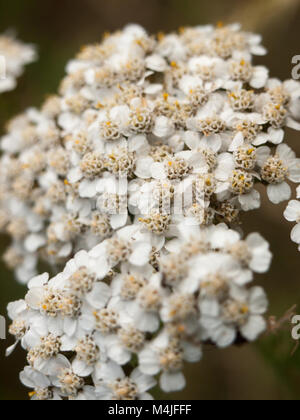 Comune di achillea fiori heads up vicino al di fuori Foto Stock