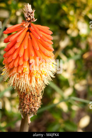 Red Hot poker flower fuori in estate Foto Stock