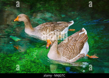 Oche nuota giù il fiume Foto Stock