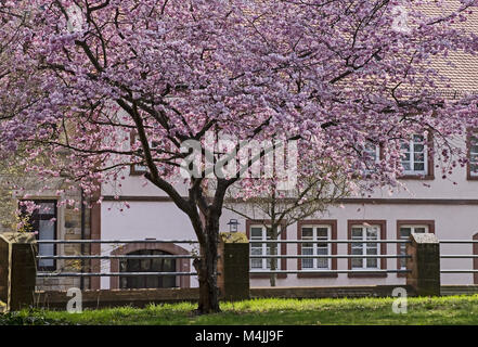 Giapponese al fiore di ciliegio (Prunus serrulata) Foto Stock