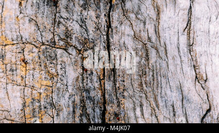 Le formiche con la sua testa rossa camminando sulla corteccia di un albero di olivo Foto Stock