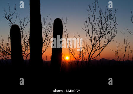 Grandi cactus Saguaro con due bracci e le montagne in silhouette al tramonto, Parco nazionale del Saguaro, Deserto Sonoran, Arizona, Stati Uniti d'America Foto Stock