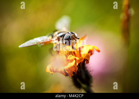 Wasp raccoglie il nettare dal fiore crepis alpina Foto Stock