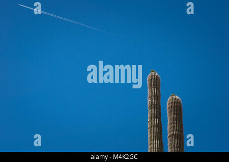 Due giganti di cactus Saguaro contro il cielo blu con un aereo in volo in background fotografato nel Deserto di Sonora vicino a Tucson, Arizona. Foto Stock