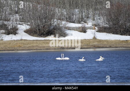 Un gruppo di oche bianco terra sulle sponde di un lago e sono in cerca di cibo prima di dirigersi verso sud sulla loro migrazione Foto Stock