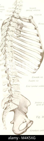 Atlas e libro di testo di anatomia umana (1914-) (20158279519) Foto Stock