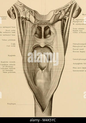 Atlas e libro di testo di carte topografiche e applicata anatomia (1905) (14596827679) Foto Stock