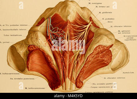 Atlas e libro di testo di carte topografiche e applicata anatomia (1905) (14596892669) Foto Stock