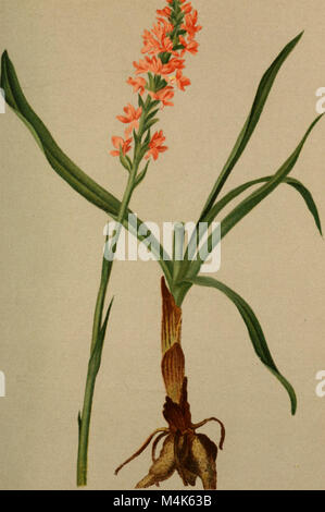 "Atlas der Alpenflora", pubblicato nel 1882, è una guida botanica completa alla flora delle Alpi. Comprende illustrazioni dettagliate e descrizioni delle piante alpine, incentrate sulle specie presenti nei diversi ambienti della regione. Foto Stock