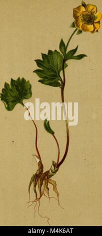 L'Atlas der Alpenflora è un libro botanico di riferimento pubblicato nel 1882, contenente illustrazioni dettagliate e descrizioni della flora presente nelle Alpi. Serve come guida per identificare le specie vegetali native della regione alpina, evidenziando la biodiversità di questo ecosistema montano unico. L'atlante include accurate raffigurazioni e note scientifiche sulle varie piante, rendendolo una risorsa importante per i botanici e gli appassionati della natura. Foto Stock