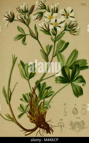 L'Atlas der Alpenflora, pubblicato nel 1882, è uno studio botanico dettagliato della flora alpina. Fornisce ampie illustrazioni e descrizioni delle specie vegetali presenti nelle regioni alpine, contribuendo al campo della botanica e della classificazione delle piante. Foto Stock