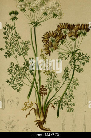 L'Atlas der Alpenflora, pubblicato nel 1882, è una guida botanica completa che esplora la flora delle Alpi. Fornisce illustrazioni e descrizioni dettagliate delle piante alpine, offrendo una visione della diversità vegetale negli ecosistemi montani. Foto Stock