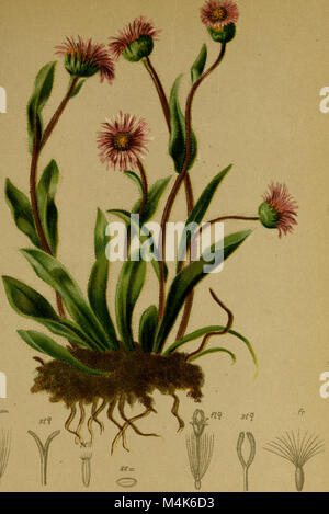 "Atlas der Alpenflora", pubblicato nel 1882, è un'opera botanica completa che descrive in dettaglio le specie vegetali delle Alpi, con illustrazioni e descrizioni della flora alpina e degli ecosistemi. Foto Stock
