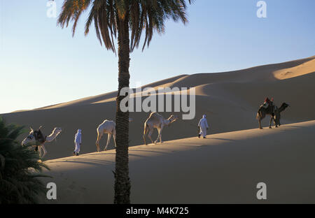 In Algeria. Taghit Tarit o. Western mare di sabbia. Grand Erg Occidental. Deserto del Sahara. I beduini a piedi con i cammelli. Camel train. Le dune di sabbia e palme. Foto Stock