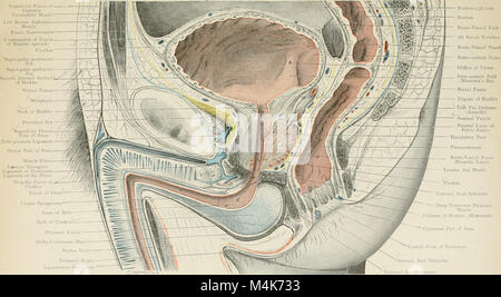 Atlas di applicato (carta topografica) anatomia umana per studenti e professionisti (1906) (20156477100) Foto Stock